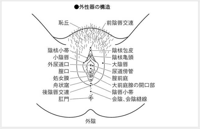 女性器の構造